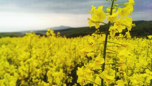 Close-up of fresh yellow flowers in field