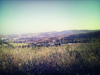 Scenic view of field against clear sky