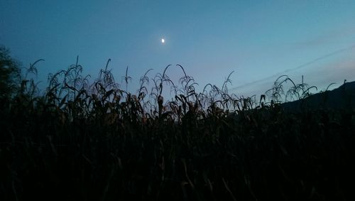 Low angle view of silhouette plants on field against sky at night