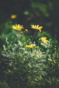 Close-up of yellow flowering plant