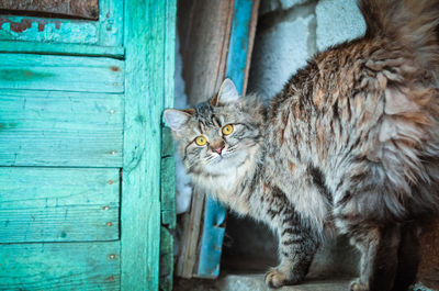 Portrait of cat on wooden door