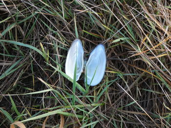 High angle view of blue flower on field