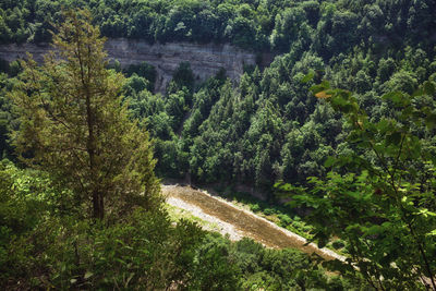 Scenic view of forest