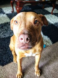 Close-up portrait of dog