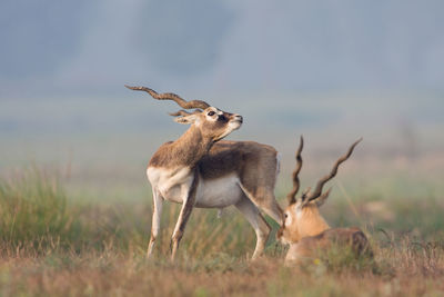 Deer standing on field