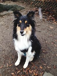 Portrait of dog