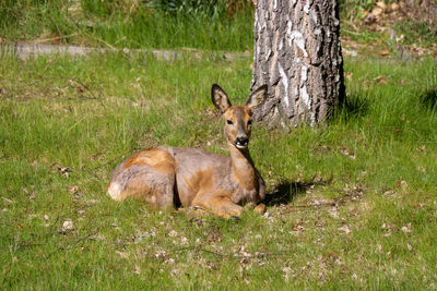 Deer in a field