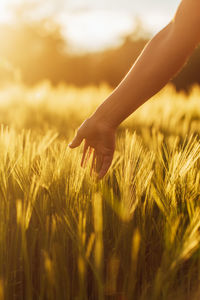 Close-up of wheat growing on field