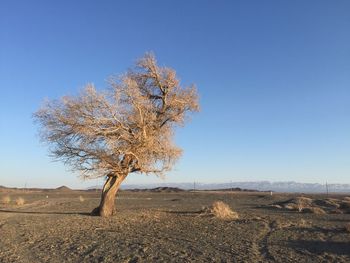 Tree on field against clear blue sky