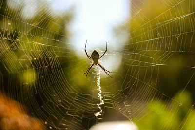 Close-up of spider web