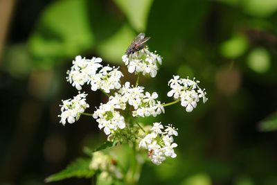 Close-up of white flowering plant