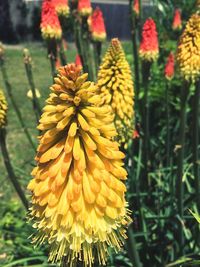 Close-up of yellow flowers blooming outdoors