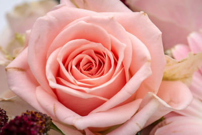 High angle view of rose bouquet