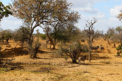 View of giraffe on landscape