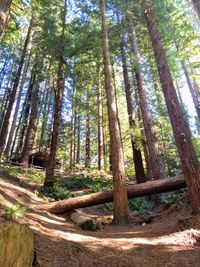 Trees growing in forest