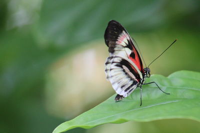 Close-up of butterfly on leaf