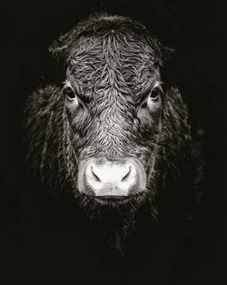 Close-up portrait of a horse