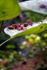 Close-up of flower buds