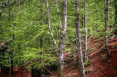 Trees in forest