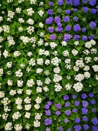 High angle view of purple flowering plants