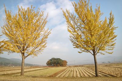 Tree on field against sky