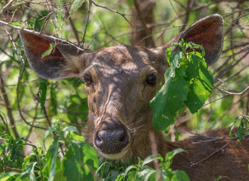 Close-up portrait of a reptile