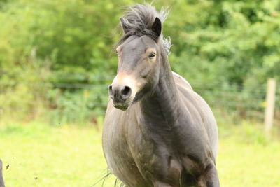 Close-up of horse standing on field