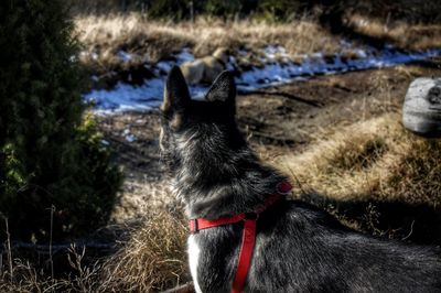 Black dog lying on land