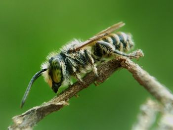 Close-up of insect on branch