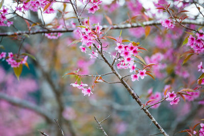 Close-up of pink flowers on branch