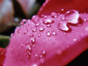 Close-up of wet pink flower