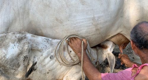 Man milking cattle while calf feeding 