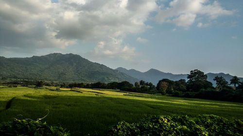 Scenic view of field against sky