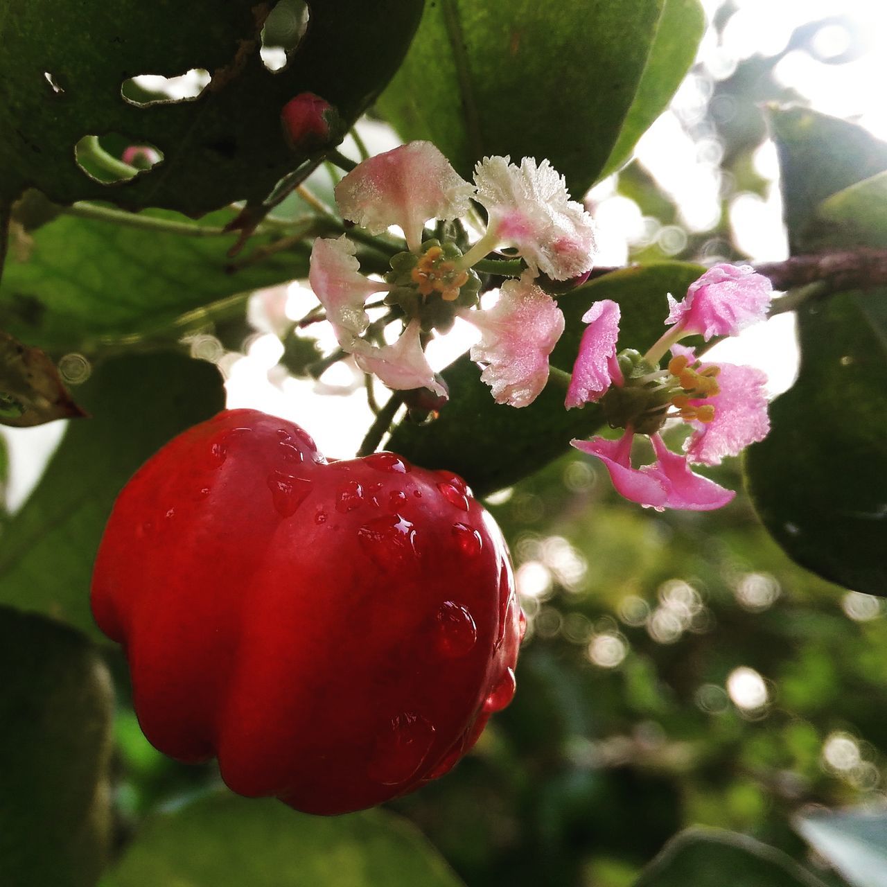 growth, red, fruit, beauty in nature, tree, freshness, food and drink, nature, focus on foreground, no people, close-up, day, outdoors, plant, healthy eating, food, flower