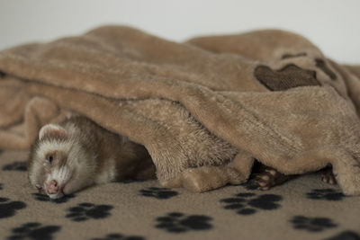 Close-up of ferret sleeping at home
