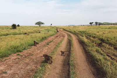 Group of baboons on a field