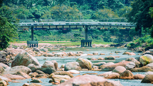 Bridge over river amidst trees in forest