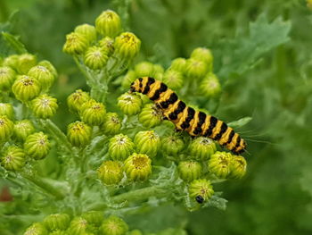 Close-up of insect on plant
