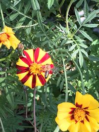 Close-up of yellow flower blooming on field