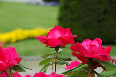 Close-up of pink flowering plant