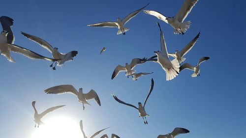 Low angle view of seagulls flying against clear sky