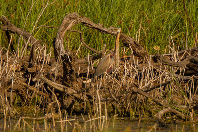 View of a reptile in the field