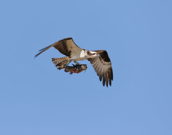 Low angle view of eagle flying against clear blue sky