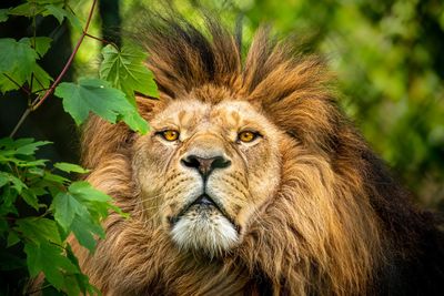 Close-up portrait of big cat