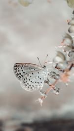 macro photography