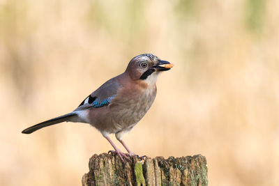 Close-up of bird perching on wood