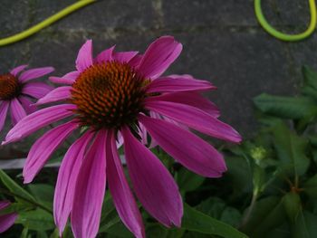 Close-up of pink flower