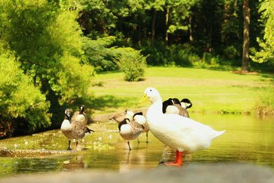 Swans on lake against trees