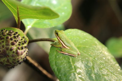 Close-up of treefrog on leaf with morning dew