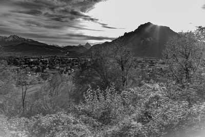 Low angle view of trees against sky